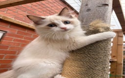 Ragdoll cats for sale: Ragdoll Cherubim Mink Lilac Chocolate TICA - Image 10