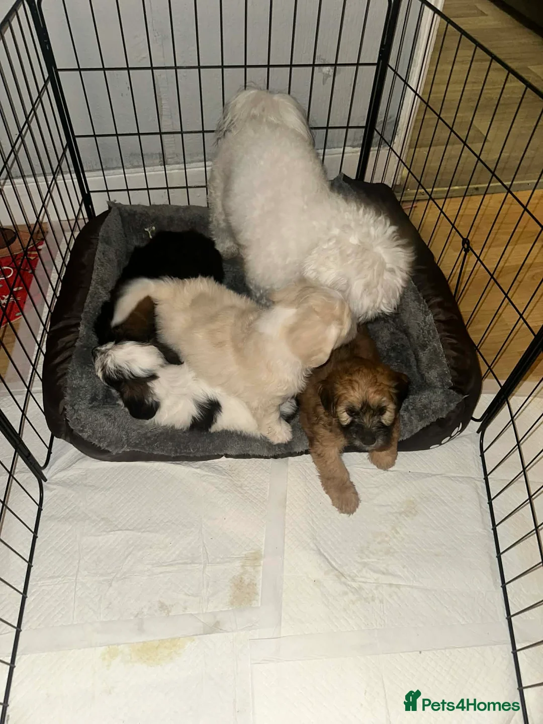 Malshi dogs for sale: Malshi  - Advert 1