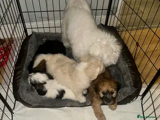 Malshi dogs Malshi - Advert 8