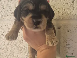 Cockapoo dogs F1 SHOW extensively health tested cockerpoo - Advert 1