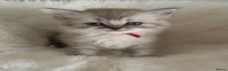 RagaMuffin cats for sale: Purebred RagaMuffin Kittens  - Advert 7