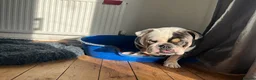 English Bulldog dogs for sale: English Bulldog looking for a loving forever home - Advert 6