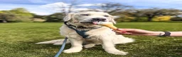 Golden Retriever dogs for stud: KC GOLDEN RETRIEVER ⭐️STUD⭐️ - Advert 4