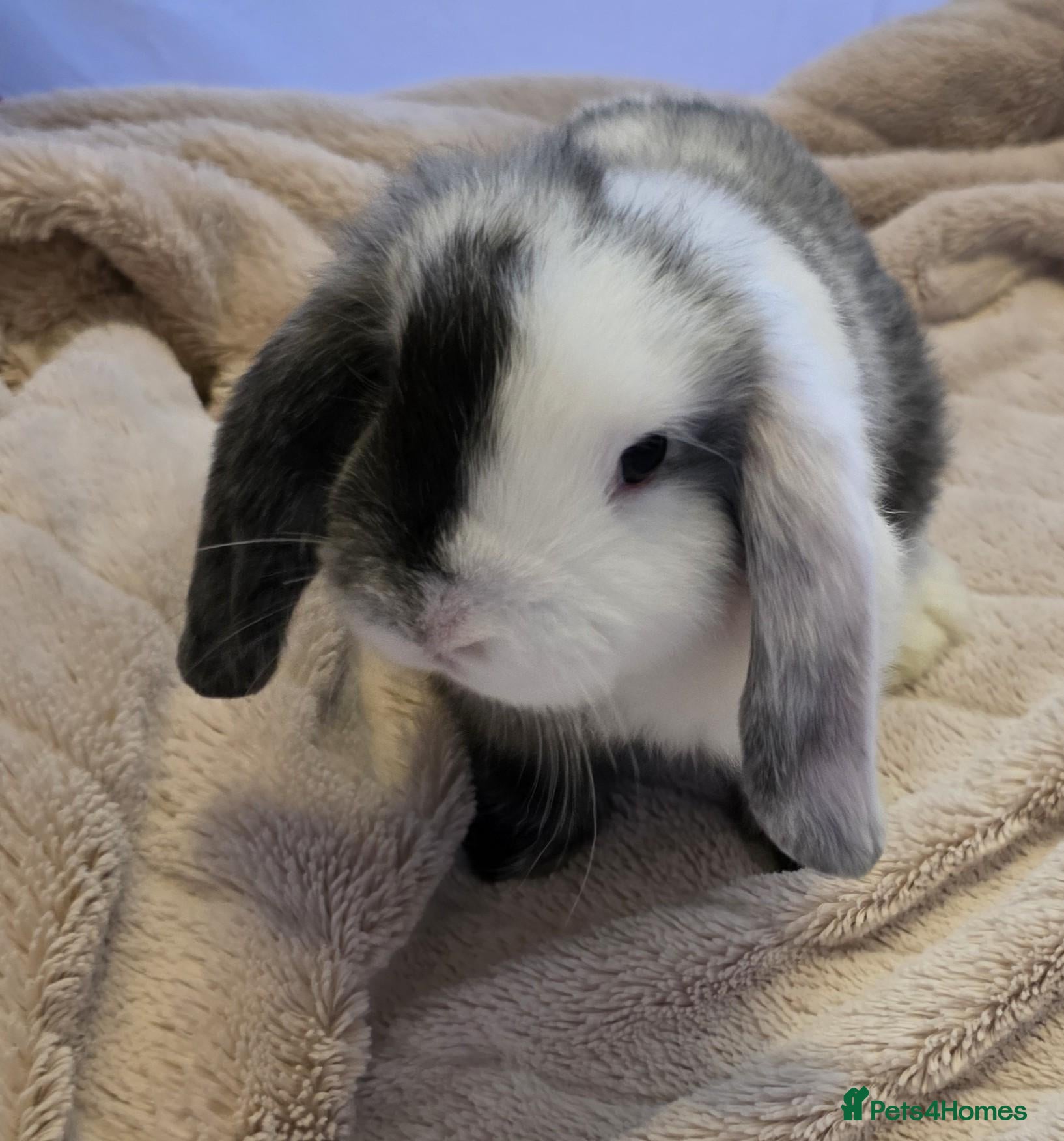 Mini Lop rabbits Beautiful mini lop x mini lion lop babies for sale - Advert 4