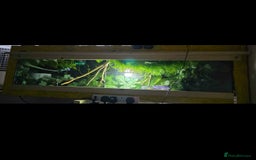 Python Snake reptiles for sale: Ball python - Image 10