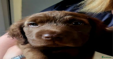 Mixed Breed dogs - Advert 2