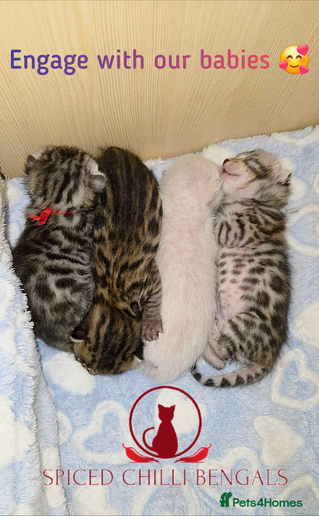 Bengal cats for sale: 🌟6 x CHAMPION BENGALS KITTENS🌟 - Advert 1