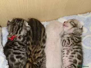 Bengal cats 🌟6 x CHAMPION BENGALS KITTENS🌟 - Advert 1