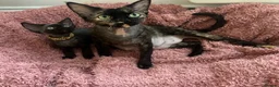 Devon Rex cats for sale:  Pedigree BEAUTIFUL DEVON REX kittens ✨ - Advert 9
