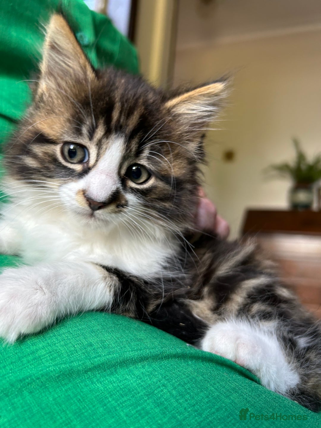 Mixed Breed cats for sale: Mancoon/calico tabby cross  - Image 1