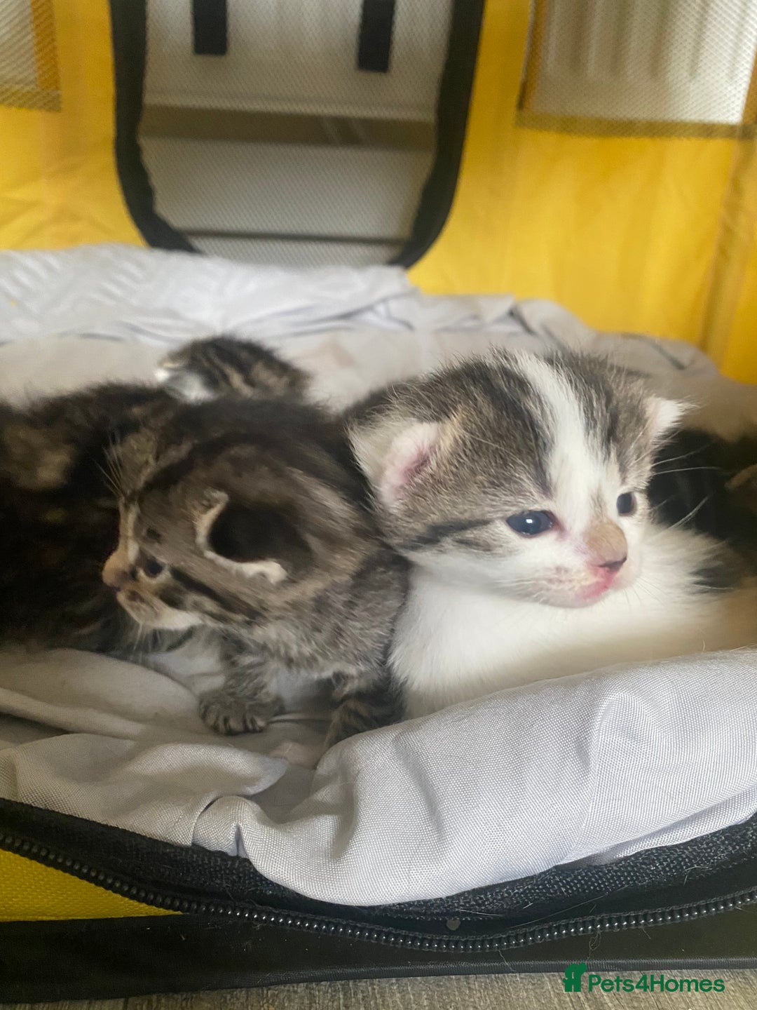 British Shorthair cats for sale: 4 kittens for sale  - Image 18