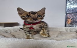 Bengal cats for sale: READY REDUCED TICA Genetic/Health Tested Bengals - Image 12