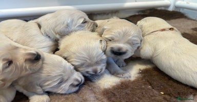 Golden Retriever dogs - Advert 2