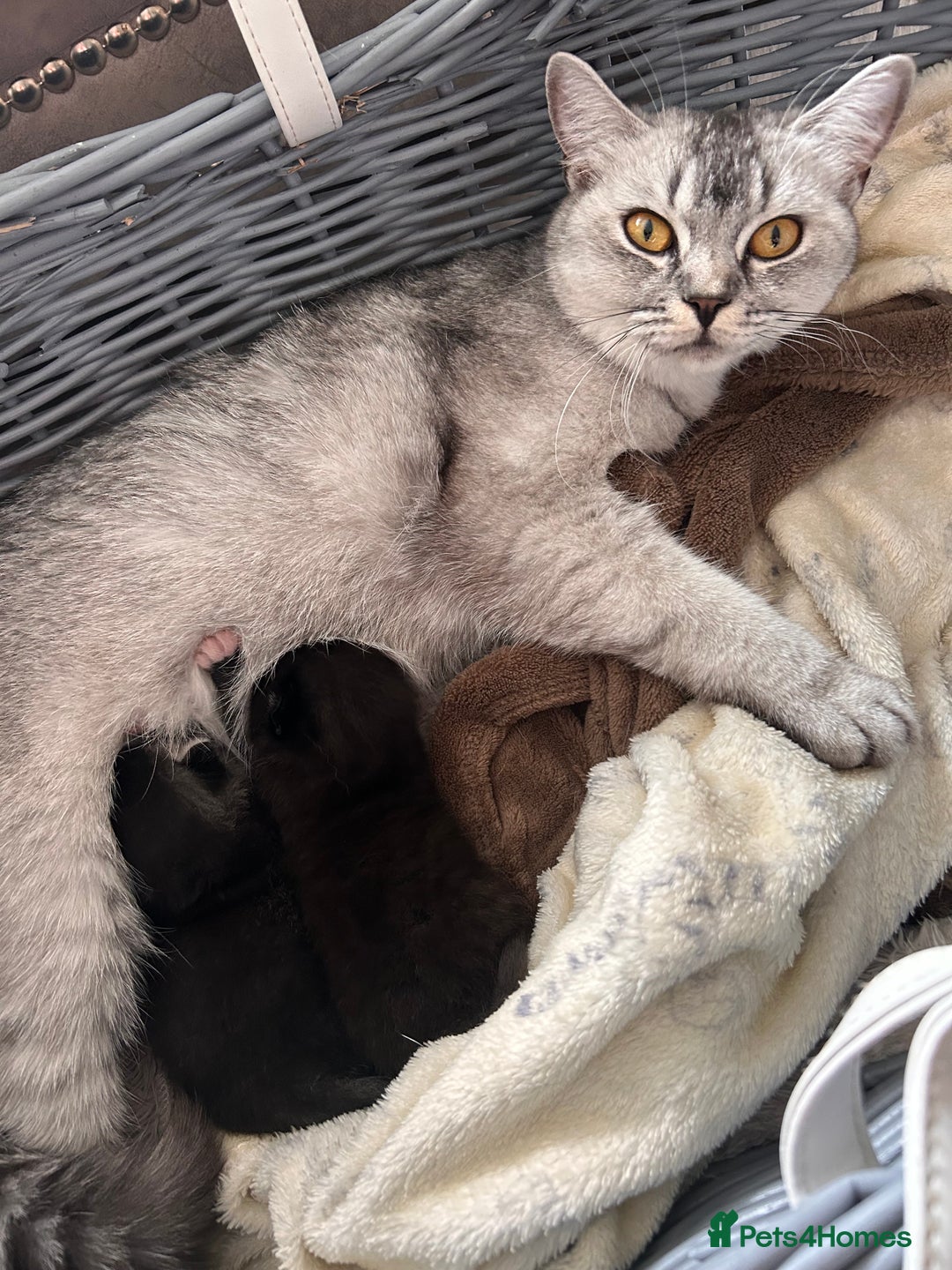 British Shorthair cats for sale: Adorable kittens ready to go 💙🩷 - Image 12