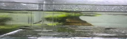Platies fish for sale: Platies fry’s for sale  in Chelmsford - Advert 3