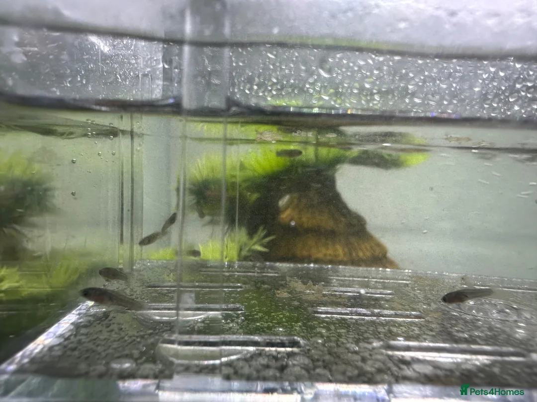 Platies fish for sale: Platies fry’s for sale  in Chelmsford - Advert 3