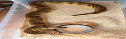 Snake reptiles for sale: Beautiful female royal python for sale  - Advert 3
