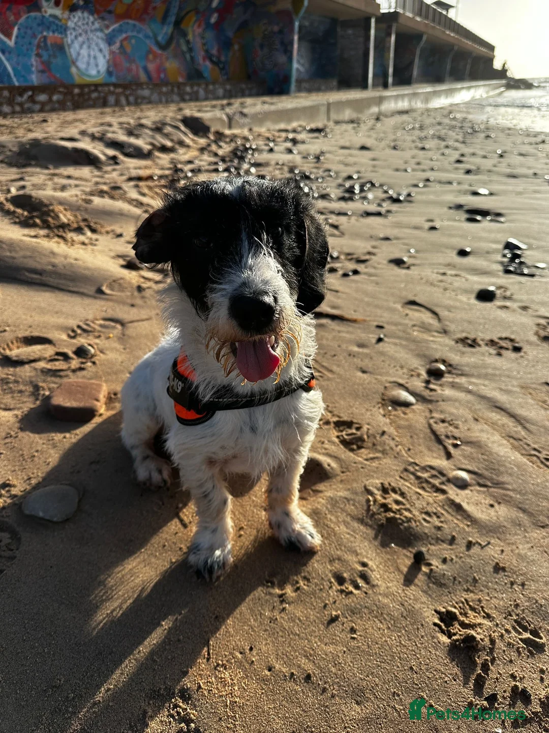 Mixed Breed dogs for sale: Percy  - Advert 2