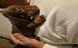 Miniature Dachshund dogs for sale: ❤️ 🐕 Miniature Dachshunds  - Image 16