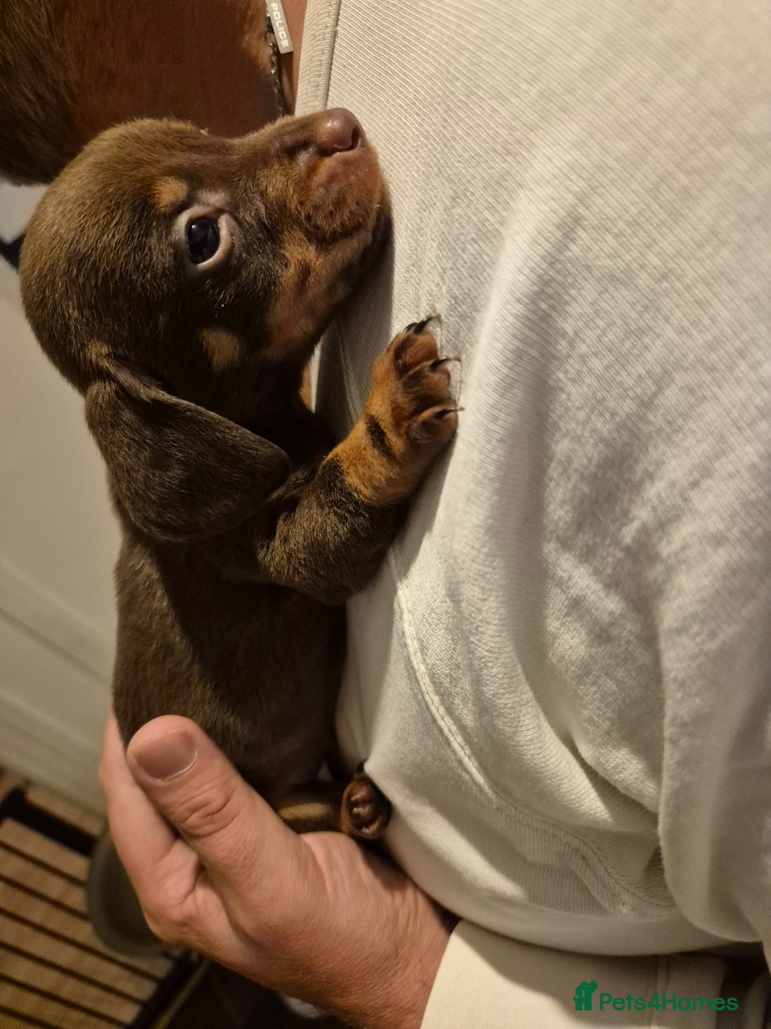 Miniature Dachshund dogs for sale: ❤️ 🐕 Miniature Dachshunds  - Image 16