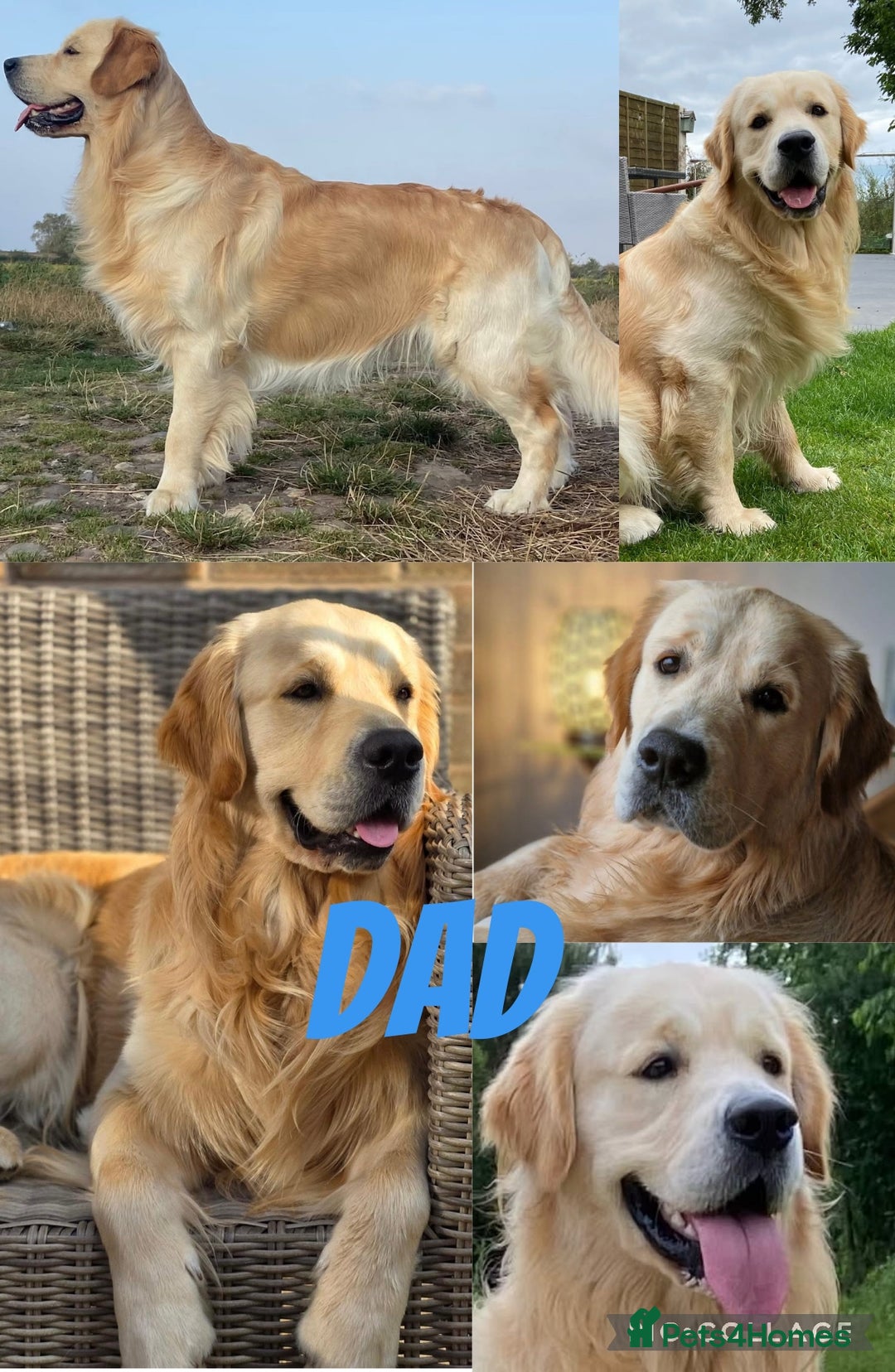 Golden Retriever dogs for sale: 7 Gorgeous golden retrievers puppies - Image 2