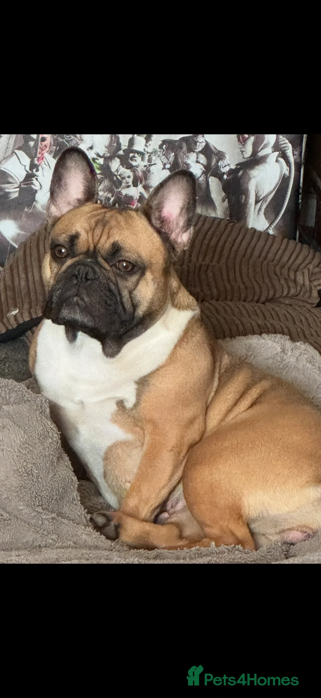 Mixed Breed dogs for sale: 3 beautiful fraffies girls available frenchie  - Advert 2