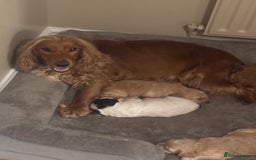 Cockapoo dogs for sale: Stunning F1 Cockapoos from H/Tested KC Parents!! - Image 16