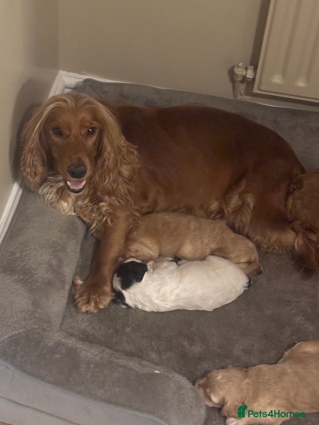 Cockapoo dogs for sale: Stunning F1 Cockapoos from H/Tested KC Parents!! - Image 16