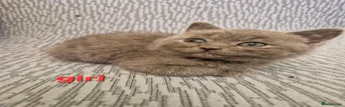 British Shorthair 6