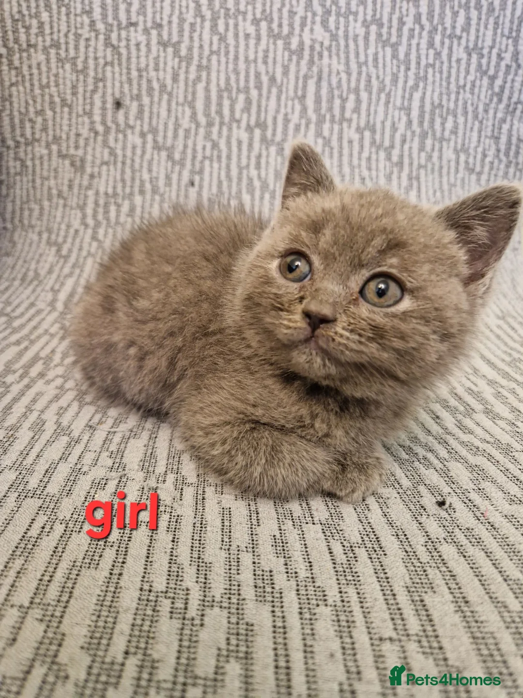 British Shorthair cats for sale: British shorthair kittens  in Crewe - Advert 2