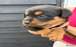 Rottweiler dogs for sale: Rottweiler puppies for sale. - Image 6