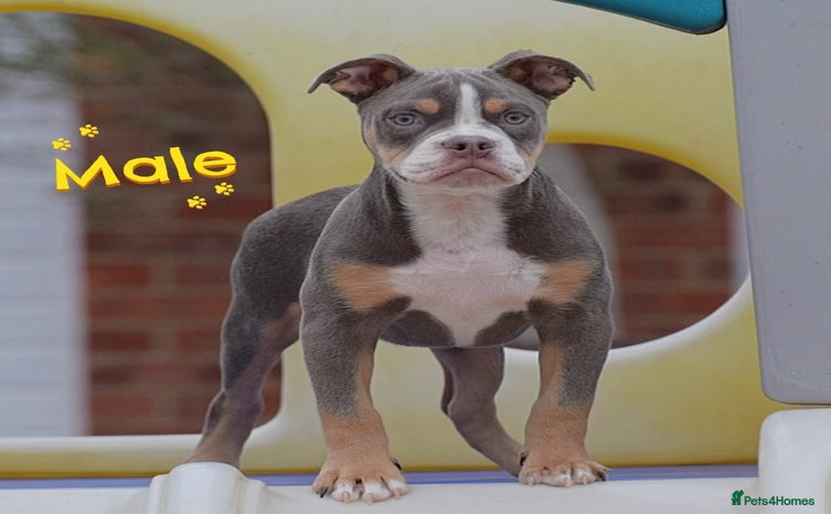 Old Tyme Bulldog dogs - Advert 10