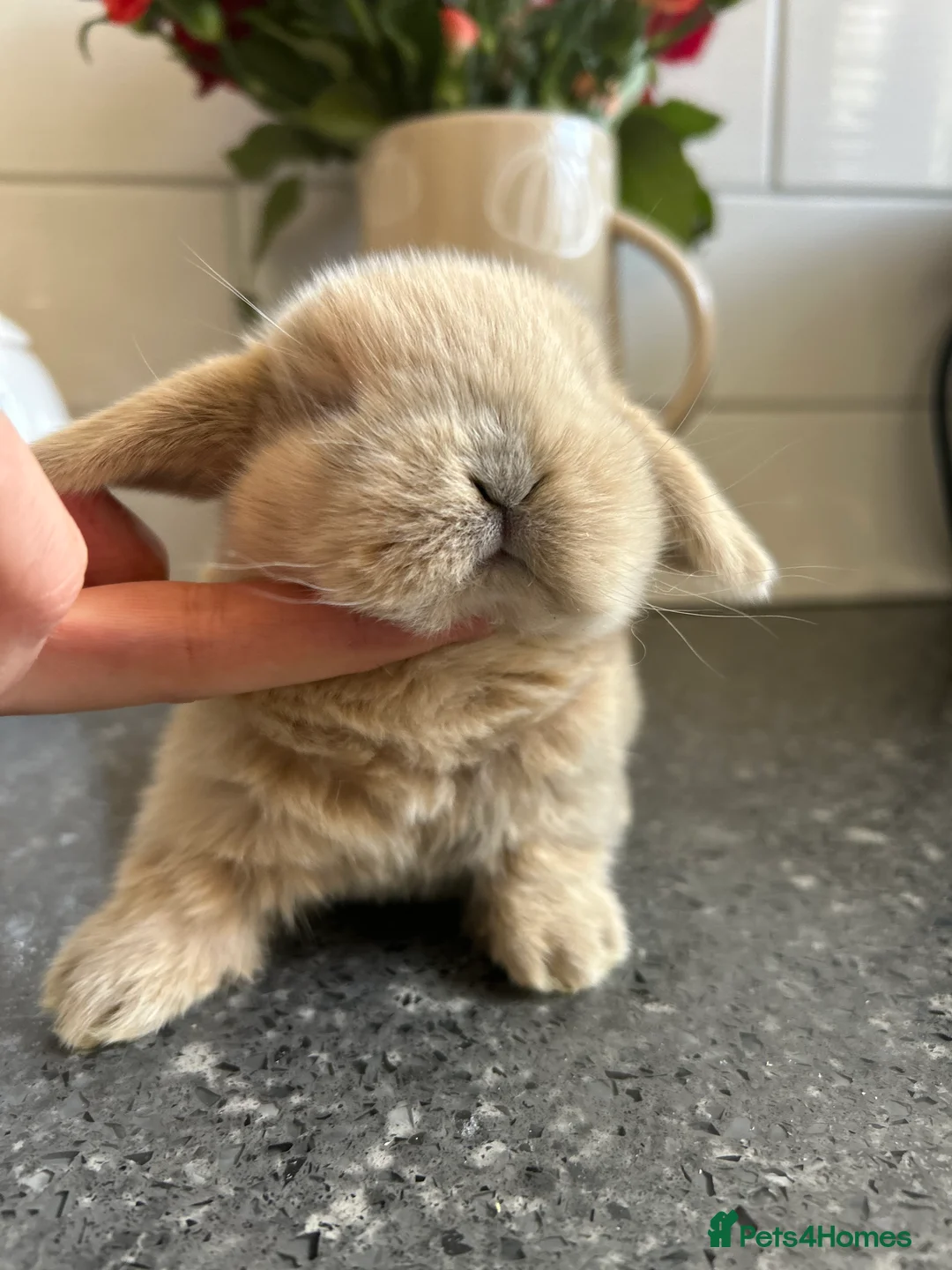 Mini Lop rabbits for sale: Two Mini Lop Boys - Ready 1st April - Advert 15
