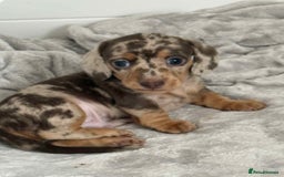 Miniature Dachshund dogs for sale: Beautiful miniature Dachshund  - Image 8