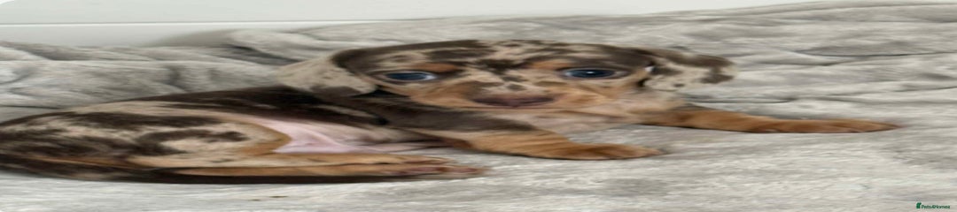 Miniature Dachshund Puppy 1