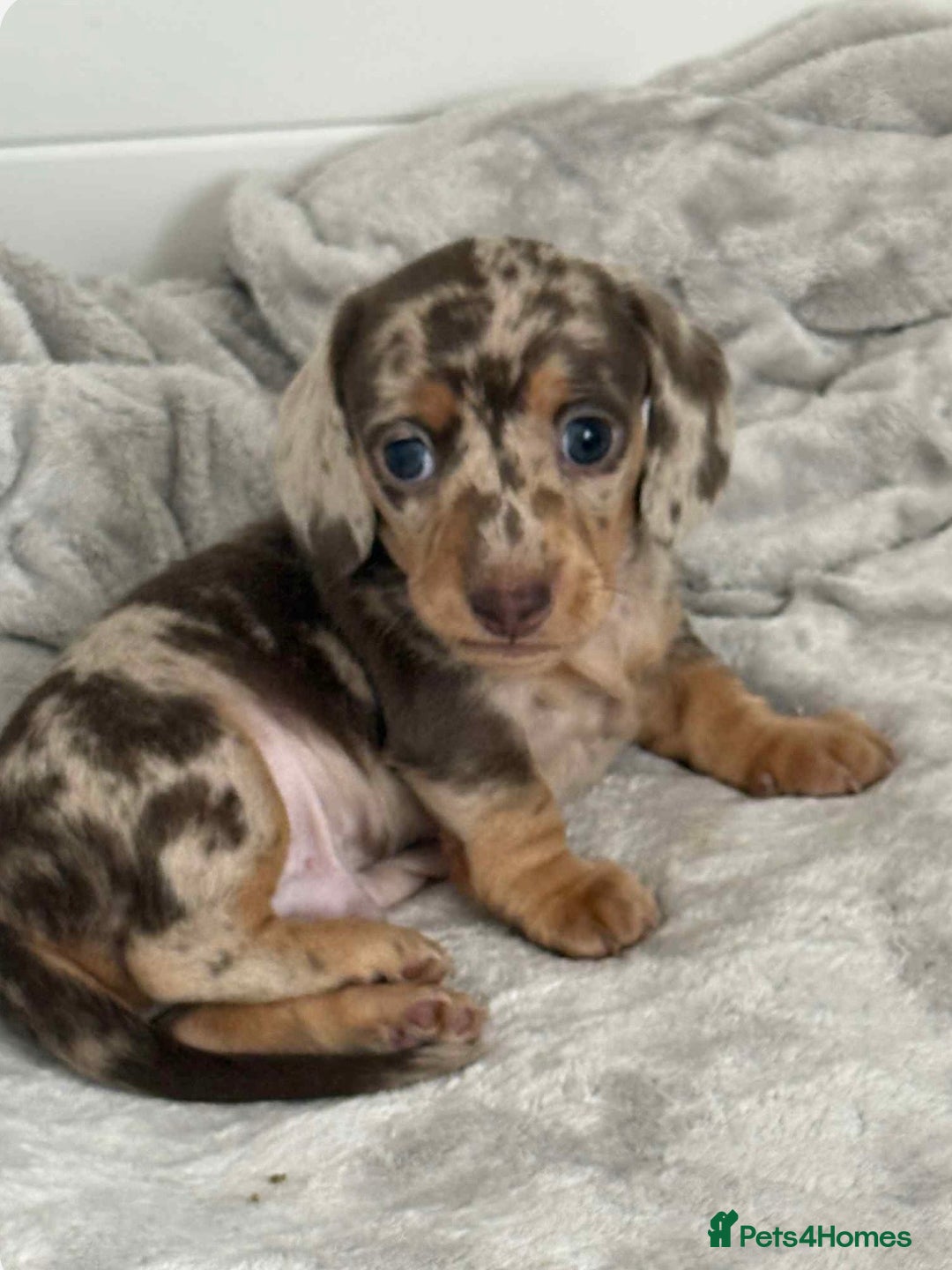 Miniature Dachshund dogs for sale: Beautiful miniature Dachshund  - Image 8