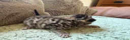 Mixed Breed cats for sale: Beautiful Kittens BSH Cross - Advert 10