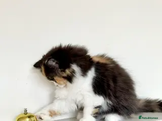 British Longhair cats British Longhair girls TICA registered - Advert 3