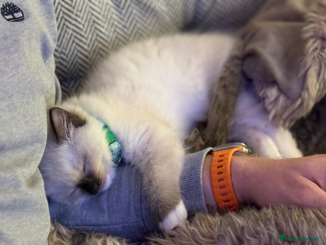 Ragdoll cats for sale: Ragdolls kittens 2 girls & 3 boys  - Image 24