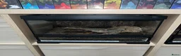 Tarantulas invertebrates for sale: 13 tarantulas and enclosures  in Manchester - Advert 3