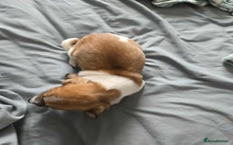 Dachshund dogs for sale: 5 dachshund x cavachon pups for sale  - Image 9
