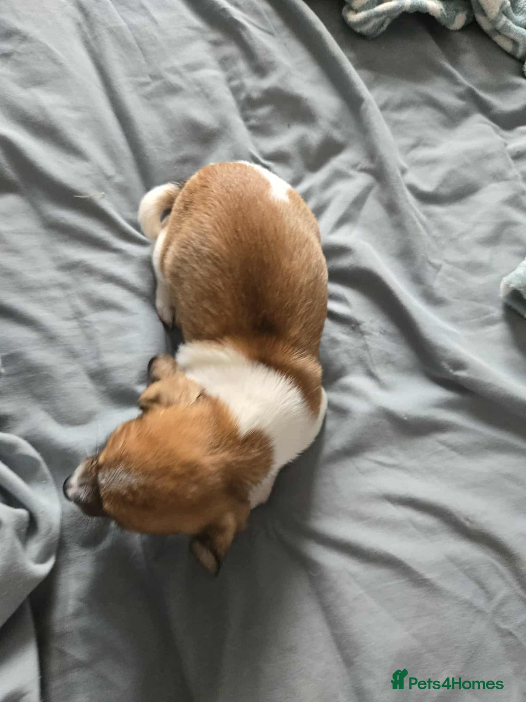 Dachshund dogs for sale: 5 dachshund x cavachon pups for sale  - Image 9