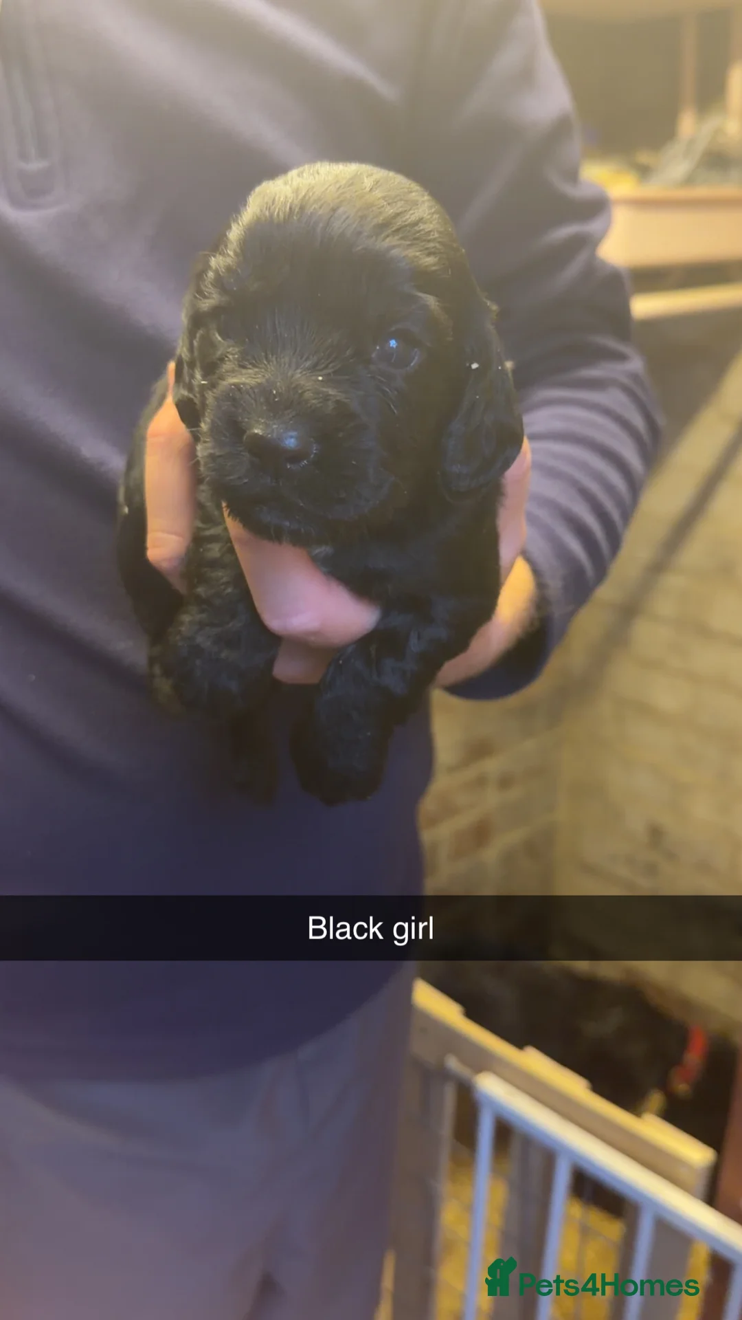 Cocker Spaniel dogs for sale: Cocker spaniel puppies - Advert 2