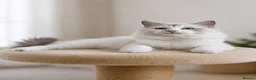 Ragdoll cats for sale: Beautiful Tica Registered Kittens Ragdoll - Advert 25