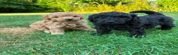 Toy Poodle dogs for sale: Stunning litter of Toy Poodles  - Advert 1