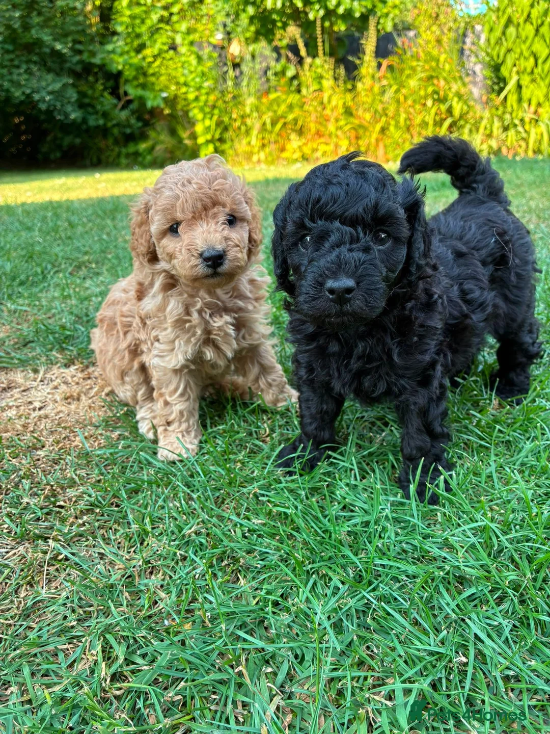 Toy Poodle dogs for sale: Stunning litter of Toy Poodles  - Advert 1