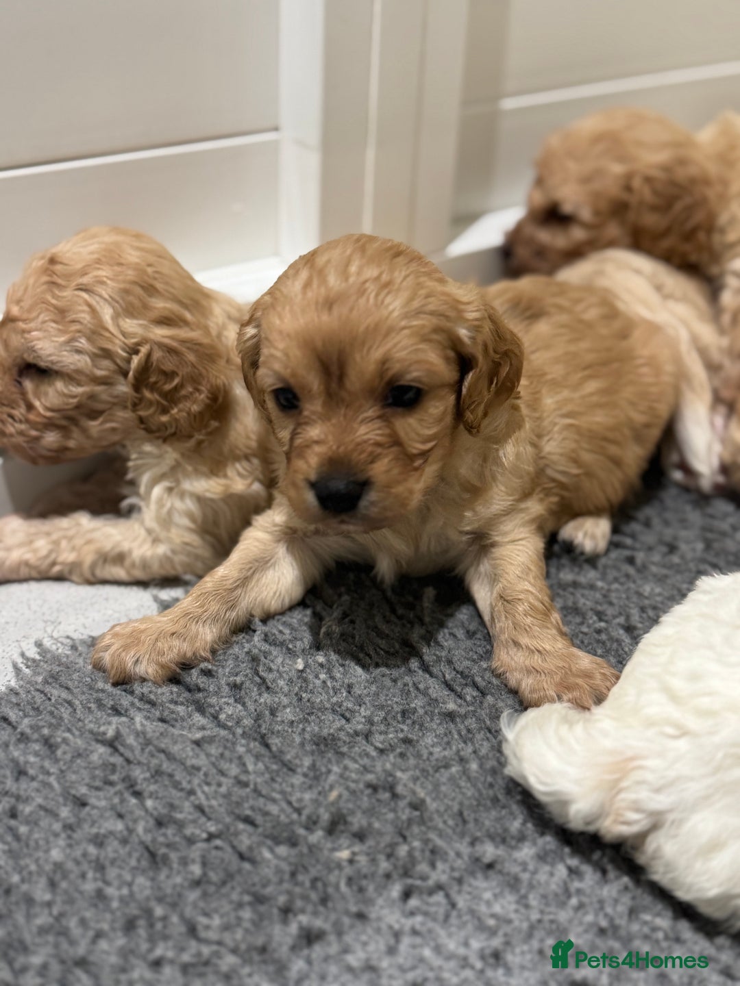 Cavapoochon dogs for sale: Cavapoochon puppies - Advert 5