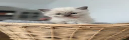 Ragdoll cats for sale: Beautiful Ragdoll Kittens – Health Tested Parents. - Advert 9