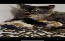 Mixed Breed cats for sale: 4 beautiful half persian kittens - Image 4