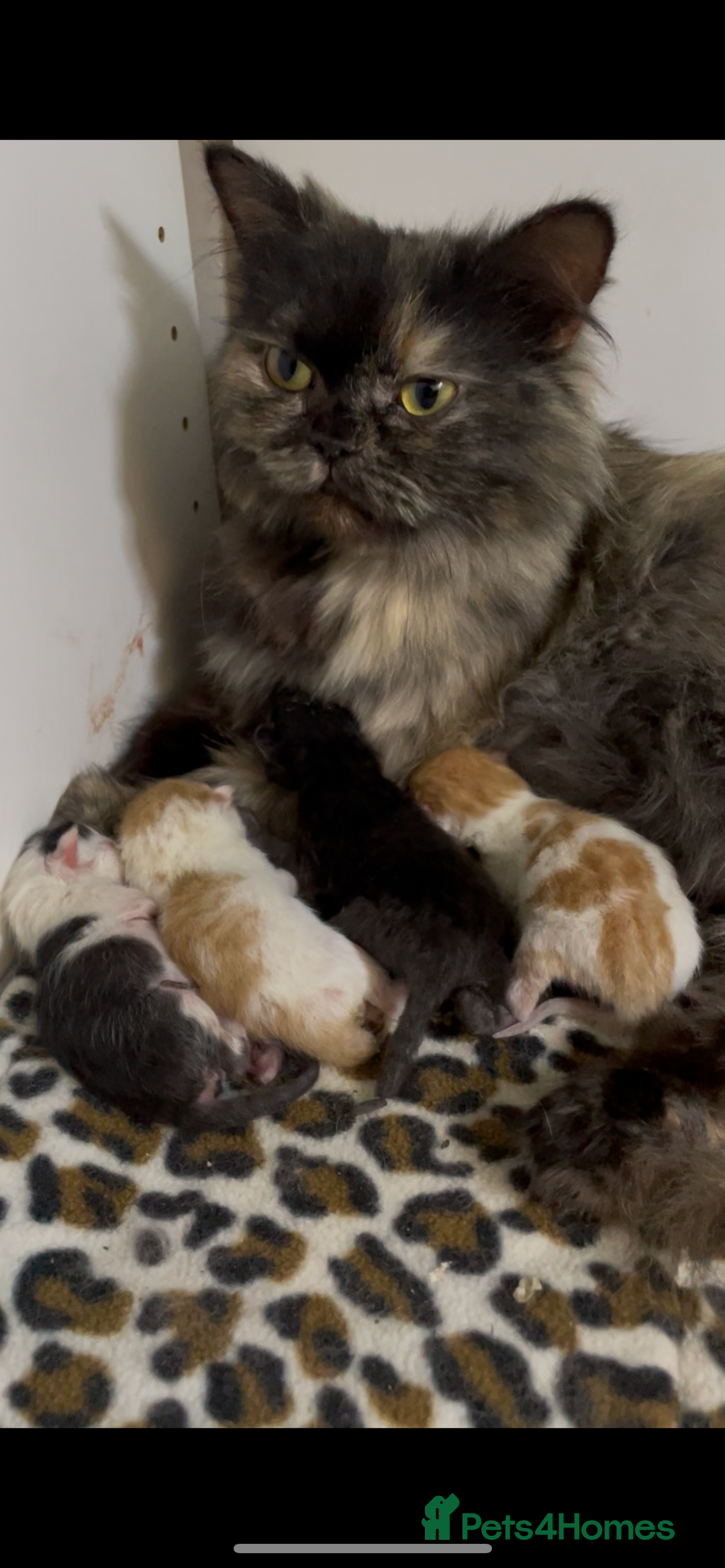 Mixed Breed cats for sale: 4 beautiful half persian kittens - Image 4